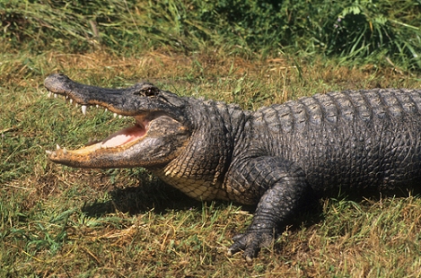 alligator-in-threat-position-alligator-mississippiensis-florida-best-sharp